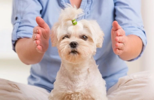 Terapia de reiki para mascota